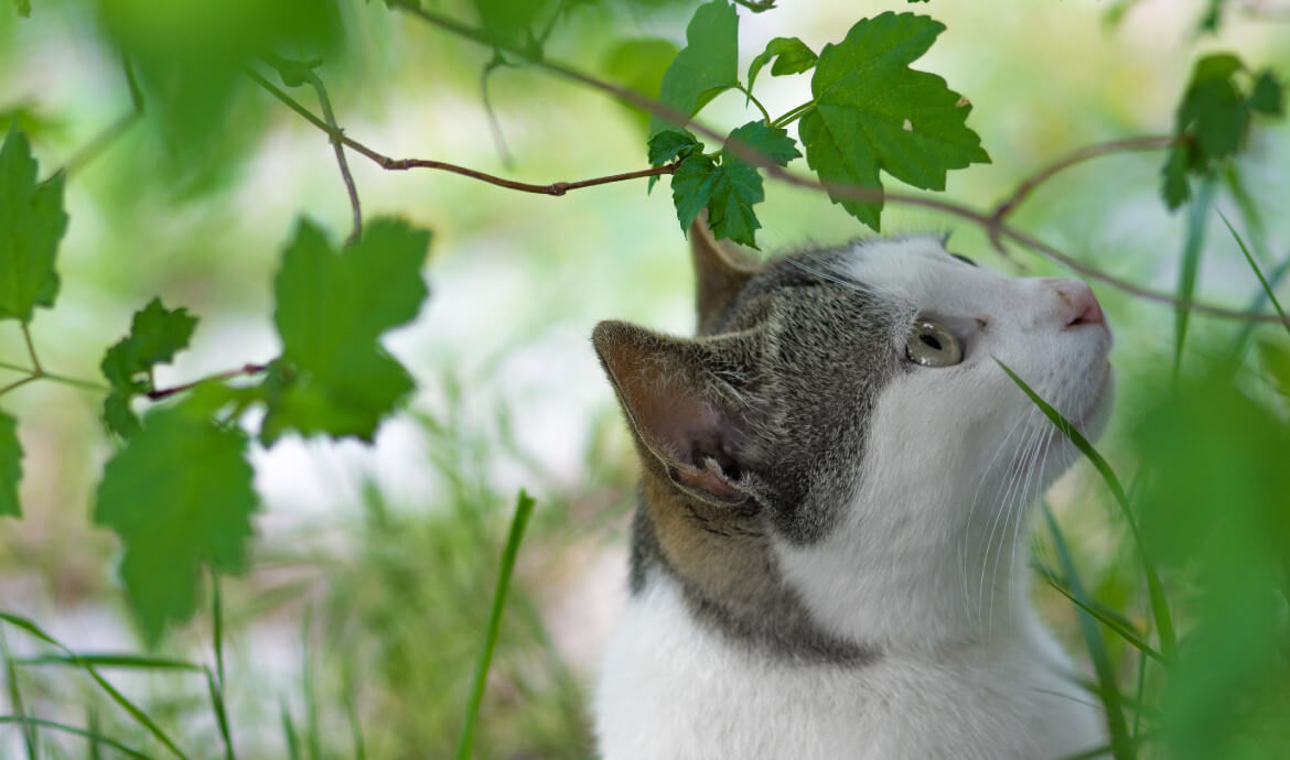 Szczepienie kota cz.1